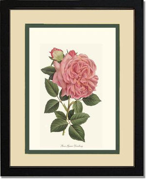 Rose Wall Art Print: Grace Darling - Vintage Botanical Wall Decor- Charting Nature