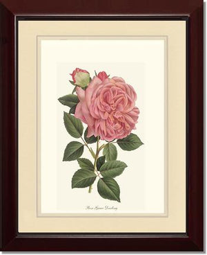 Rose Wall Art Print: Grace Darling - Vintage Botanical Wall Decor- Charting Nature