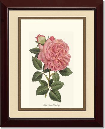 Rose Wall Art Print: Grace Darling - Vintage Botanical Wall Decor- Charting Nature