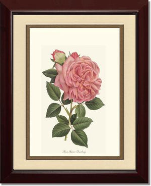 Rose Wall Art Print: Grace Darling - Vintage Botanical Wall Decor- Charting Nature