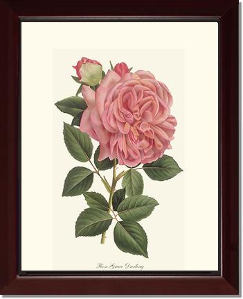 Rose Wall Art Print: Grace Darling - Vintage Botanical Wall Decor- Charting Nature