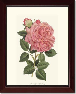 Rose Wall Art Print: Grace Darling - Vintage Botanical Wall Decor- Charting Nature