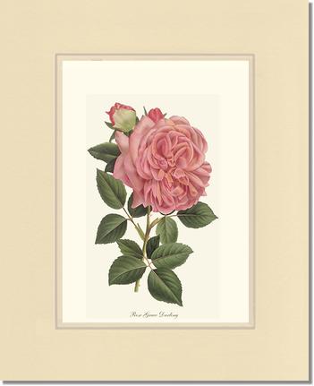 Rose Wall Art Print: Grace Darling - Vintage Botanical Wall Decor- Charting Nature