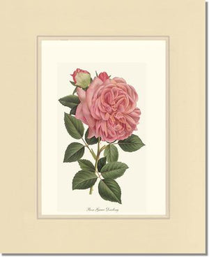 Rose Wall Art Print: Grace Darling - Vintage Botanical Wall Decor- Charting Nature