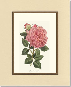 Rose Wall Art Print: Grace Darling - Vintage Botanical Wall Decor- Charting Nature