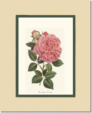 Rose Wall Art Print: Grace Darling - Vintage Botanical Wall Decor- Charting Nature