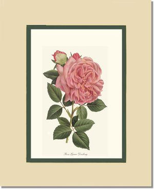 Rose Wall Art Print: Grace Darling - Vintage Botanical Wall Decor- Charting Nature