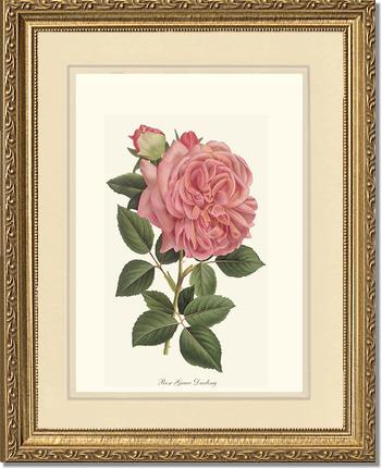 Rose Wall Art Print: Grace Darling - Vintage Botanical Wall Decor- Charting Nature
