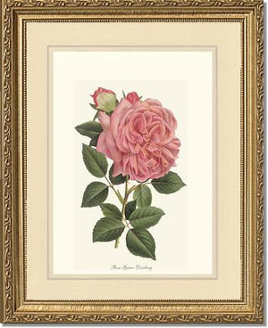 Rose Wall Art Print: Grace Darling - Vintage Botanical Wall Decor- Charting Nature