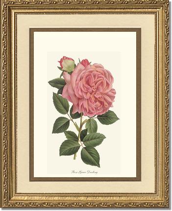 Rose Wall Art Print: Grace Darling - Vintage Botanical Wall Decor- Charting Nature
