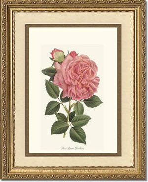 Rose Wall Art Print: Grace Darling - Vintage Botanical Wall Decor- Charting Nature