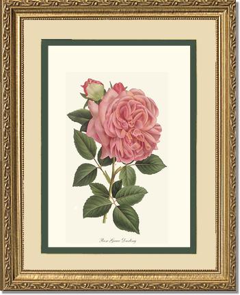 Rose Wall Art Print: Grace Darling - Vintage Botanical Wall Decor- Charting Nature