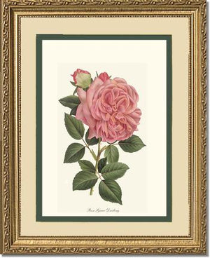Rose Wall Art Print: Grace Darling - Vintage Botanical Wall Decor- Charting Nature