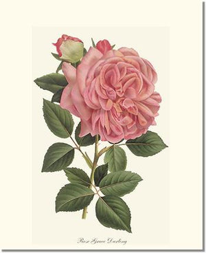 Rose Wall Art Print: Grace Darling - Vintage Botanical Wall Decor- Charting Nature