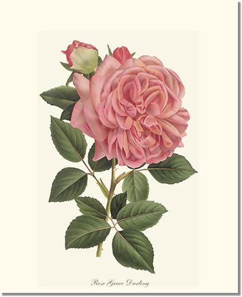 Grace Darling | Old Garden Rose Wall Art Print