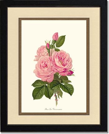Rose Wall Art Print: La Vierzonnaise - Vintage Botanical Wall Decor- Charting Nature