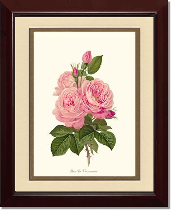 Rose Wall Art Print: La Vierzonnaise - Vintage Botanical Wall Decor- Charting Nature