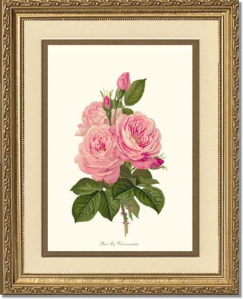 Rose Wall Art Print: La Vierzonnaise - Vintage Botanical Wall Decor- Charting Nature
