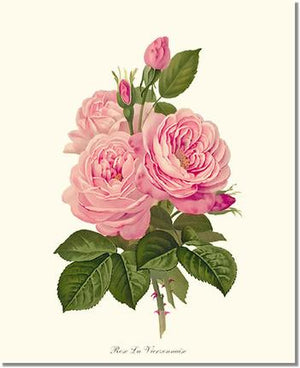 Rose Print: La Vierzonnaise