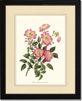 Rose Wall Art Print: Wichuraiana rubra - Vintage Botanical Wall Decor- Charting Nature