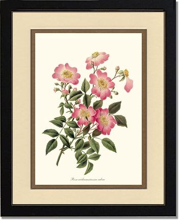 Rose Wall Art Print: Wichuraiana rubra - Vintage Botanical Wall Decor- Charting Nature