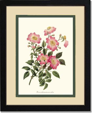 Rose Wall Art Print: Wichuraiana rubra - Vintage Botanical Wall Decor- Charting Nature