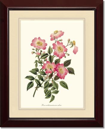Rose Wall Art Print: Wichuraiana rubra - Vintage Botanical Wall Decor- Charting Nature
