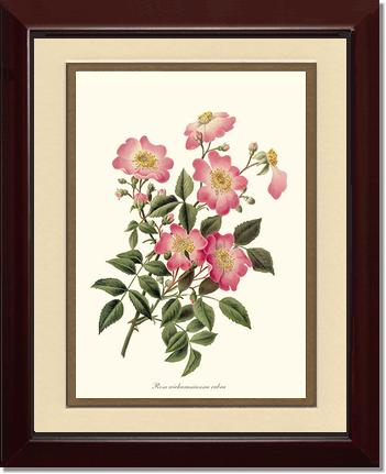 Rose Wall Art Print: Wichuraiana rubra - Vintage Botanical Wall Decor- Charting Nature