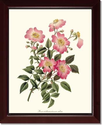 Rose Wall Art Print: Wichuraiana rubra - Vintage Botanical Wall Decor- Charting Nature