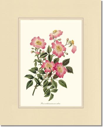 Rose Wall Art Print: Wichuraiana rubra - Vintage Botanical Wall Decor- Charting Nature