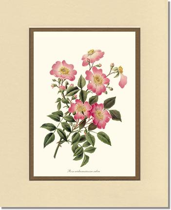 Rose Wall Art Print: Wichuraiana rubra - Vintage Botanical Wall Decor- Charting Nature