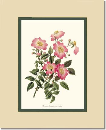 Rose Wall Art Print: Wichuraiana rubra - Vintage Botanical Wall Decor- Charting Nature