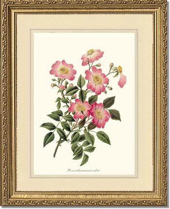 Rose Wall Art Print: Wichuraiana rubra - Vintage Botanical Wall Decor- Charting Nature