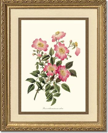 Rose Wall Art Print: Wichuraiana rubra - Vintage Botanical Wall Decor- Charting Nature