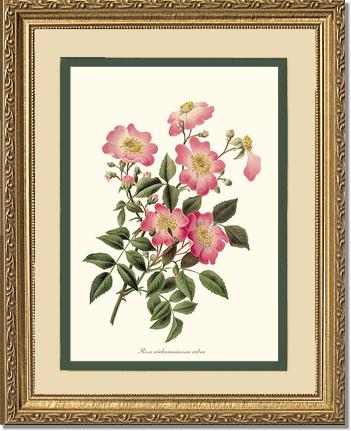 Rose Wall Art Print: Wichuraiana rubra - Vintage Botanical Wall Decor- Charting Nature