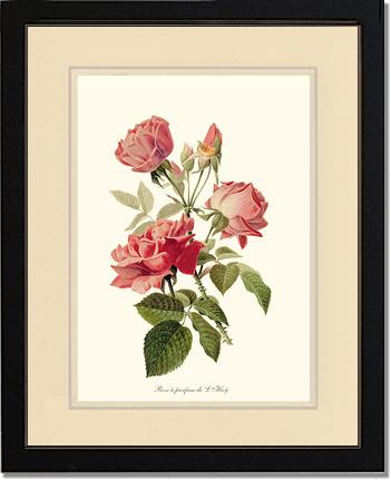 Rose Wall Art Print: Rose a Parfum de l Hay - Vintage Botanical Wall Decor- Charting Nature