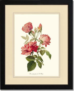 Rose a Parfum de l Hay