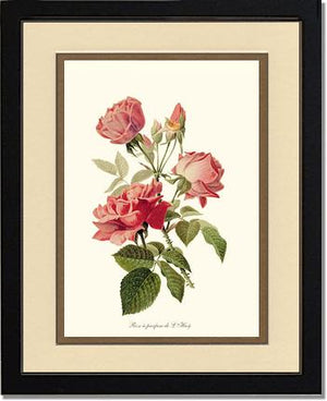 Rose a Parfum de l Hay