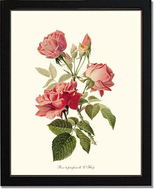 Rose a Parfum de l Hay