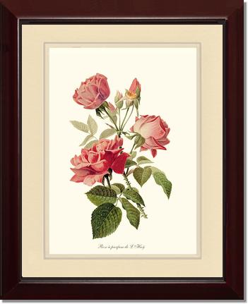Rose Wall Art Print: Rose a Parfum de l Hay - Vintage Botanical Wall Decor- Charting Nature