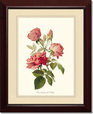 Rose a Parfum de l Hay