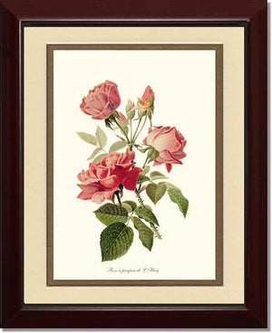 Rose a Parfum de l Hay
