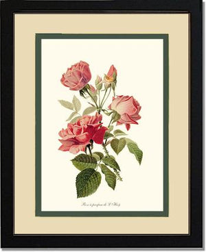 Rose a Parfum de l Hay