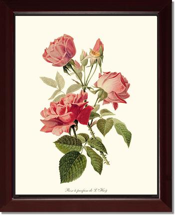 Rose Wall Art Print: Rose a Parfum de l Hay - Vintage Botanical Wall Decor- Charting Nature