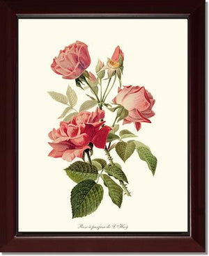 Rose a Parfum de l Hay