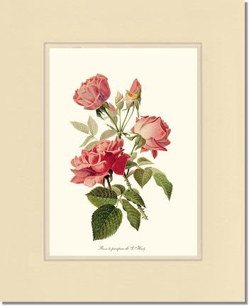 Rose Wall Art Print: Rose a Parfum de l Hay - Vintage Botanical Wall Decor- Charting Nature