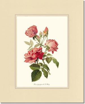 Rose a Parfum de l Hay