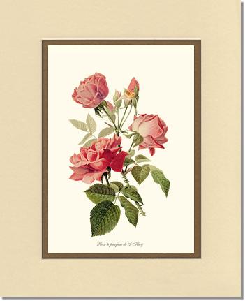 Rose Wall Art Print: Rose a Parfum de l Hay - Vintage Botanical Wall Decor- Charting Nature