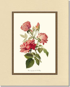 Rose a Parfum de l Hay