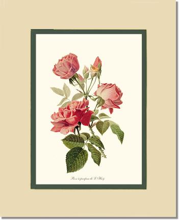 Rose Wall Art Print: Rose a Parfum de l Hay - Vintage Botanical Wall Decor- Charting Nature